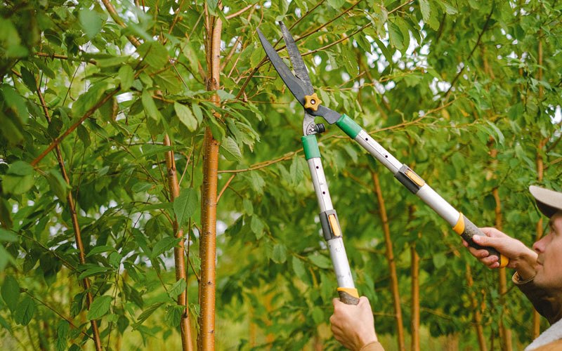 Tree trimming in Konawa, OK
